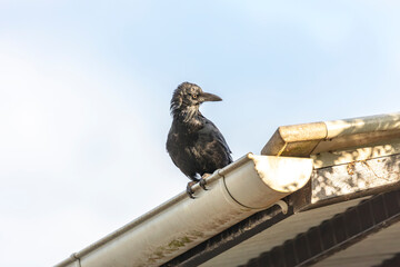 Obraz premium Photograph of an Australian Raven sitting on the edge of a gutter on the roof of a small toilet block in a carpark in the Western Sydney town of Penrith in New South Wales, Australia