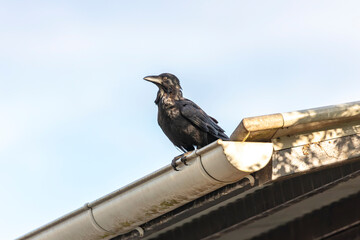 Obraz premium Photograph of an Australian Raven sitting on the edge of a gutter on the roof of a small toilet block in a carpark in the Western Sydney town of Penrith in New South Wales, Australia
