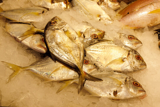 Fresh trevally fish displayed on crushed ice at a wet market