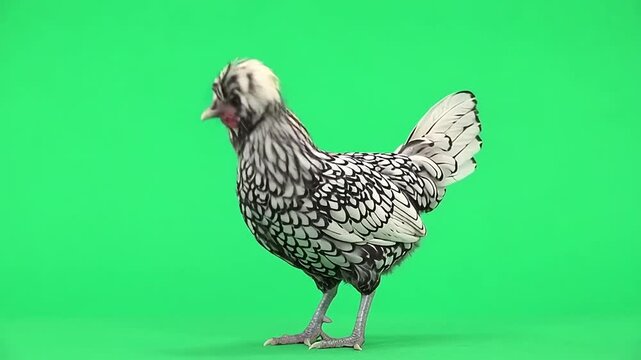 Ornamental chickens on green screen background.