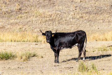 Cattle grazing peacefully in the traditional Salamanca dehesa landscape. © josevgluis