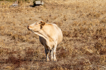 Cattle grazing peacefully in the traditional Salamanca dehesa landscape. © josevgluis
