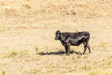 Cattle grazing peacefully in the traditional Salamanca dehesa landscape. © josevgluis