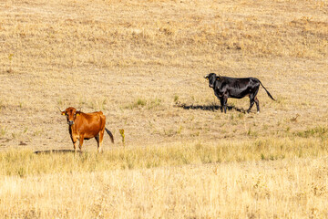 Cattle grazing peacefully in the traditional Salamanca dehesa landscape. © josevgluis