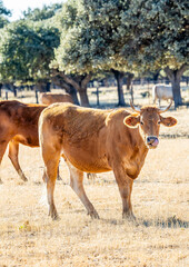 Cattle grazing peacefully in the traditional Salamanca dehesa landscape. © josevgluis