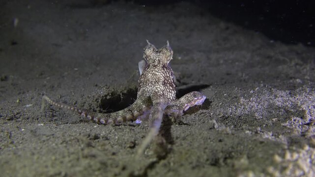 Coconut octopus (Amphioctopus marginatus) catches passing plankton from its burrow during a night dive. A diver places a bare hand 15 cm away; the octopus emerges, touches it, then retreats.
