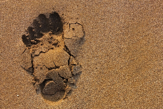 Single Human Barefoot Footprint Impressed On Wet Brown Beach Sand