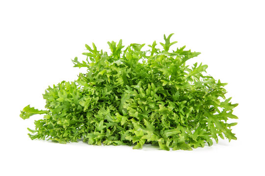 Fresh endive isolated on white background