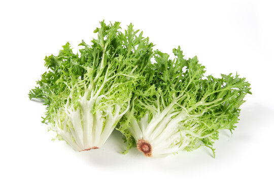 Fresh endive isolated on white background