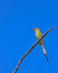 Obraz premium Green bee eater bird perching on branch under blue sky