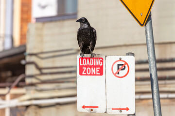 Obraz premium Photograph of an Australian Raven sitting on a loading zone sign near a building in a carpark in the Western Sydney town of Penrith in New South Wales, Australia