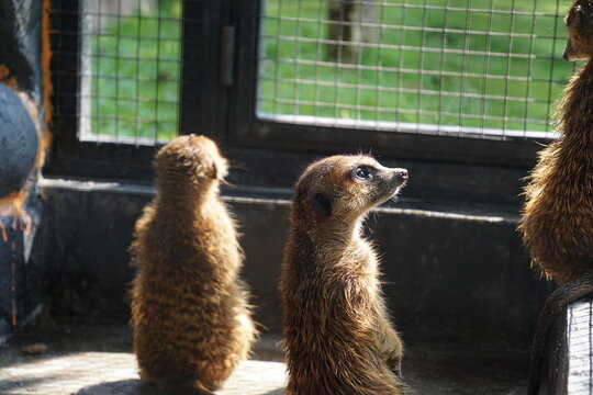 Alert meerkats stand in a sunlit zoo enclosure, looking through a wire mesh window toward green grass