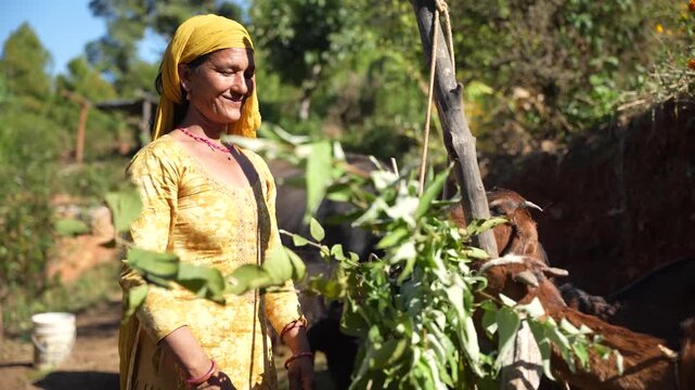 smiling rural woman in yellow clothing is hanging green fodder leaves outdoors in daylight.