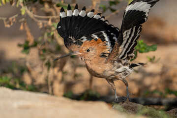 Hoopoe. © pityke70