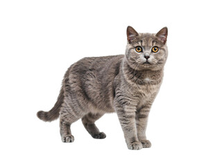 Fototapeta premium British shorthair cat standing on isolated on transparent background