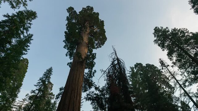 Timelapse of sunset sky over General Sherman Tree in Sequoia National Park in California, USA