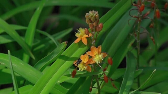 Super slow motion of hoverfly flying away from bright orange flower