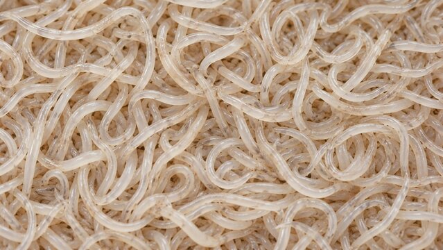 Pinworm Background. Parasitic Worm Background.