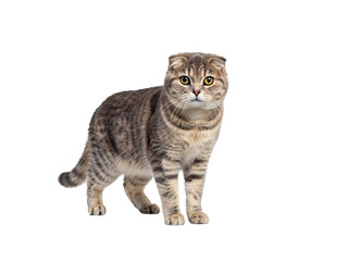 Fototapeta premium Scottish fold cat with folded ears isolated on transparent background