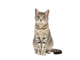 Fototapeta premium Tabby cat sitting on black isolated on transparent background