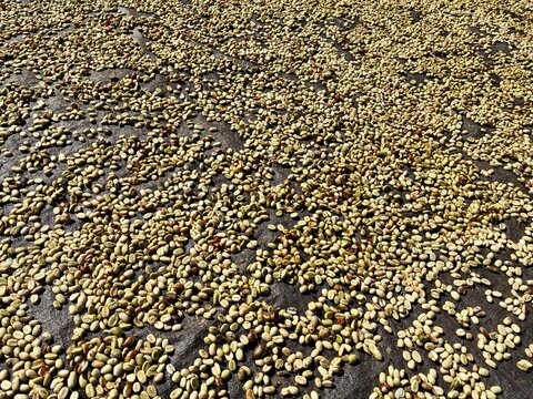 Coffee beans sun-drying near the farmer's house in Aceh province, Gayo highlands in Sumatra Indonesia