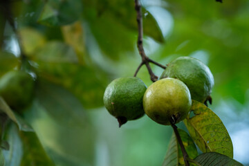 Fresh tropical guava fruits glowing in soft natural garden light. © ShyamJith pattiam