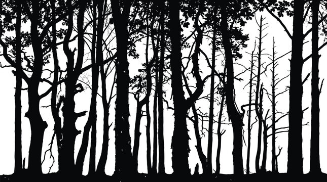 Tall dark tree trunks forming a dense forest silhouette against bright white high key lighting
