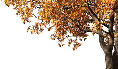 Obraz premium Autumn tree branches with a transparent background