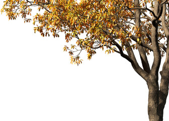 Obraz premium Autumn tree branches with a transparent background