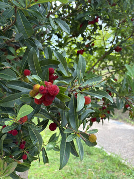 Red yamamomo bayberry fruits ripening on a tree branch with green leaves