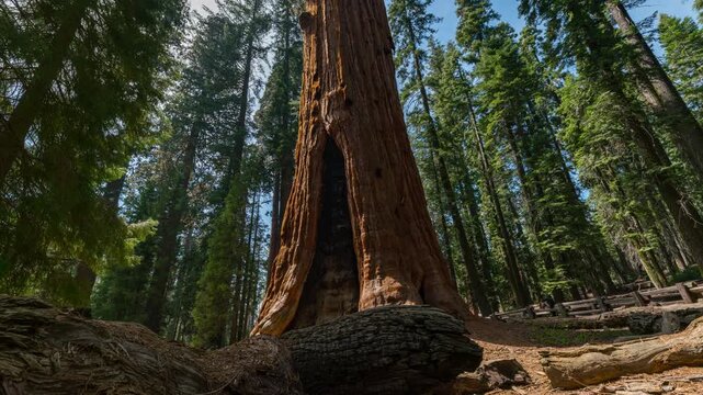 Timelapse tracking shot of General Sherman Tree in Sequoia National Park in California, USA