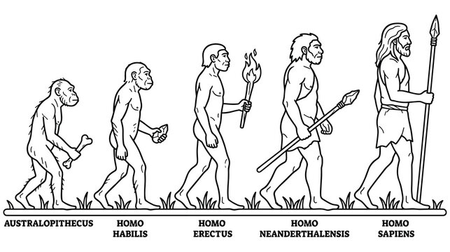 Human evolution timeline illustration from australopithecus to homo sapiens.