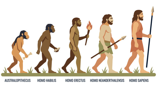 Human evolution timeline showing stages from australopithecus to homo sapiens.