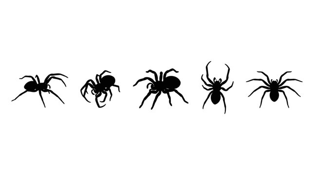 A collection of five different black spider silhouettes isolated on a white background for halloween design projects