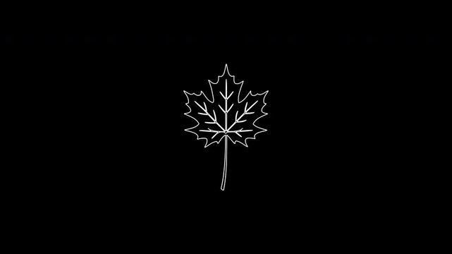 Hand drawn maple leaf animation on black background