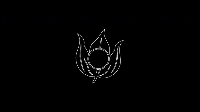 Self drawing physalis fruit minimalist line art animation