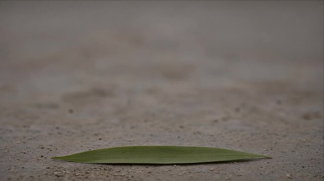 Minimal green leaf top view featuring delicate foliage texture muted gray background, creating calm natural composition with soft focus, gentle simplicity, generous copy space, and serene plant