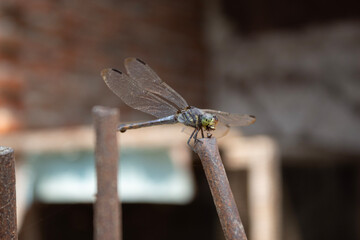 Side View Macro Shot of Dragonfly Resting on Rusty Rebar Pole © Mandegraph