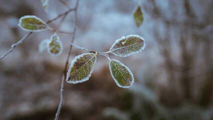 Nature desktop wallpaper background, leaves covered with frost at Buachaille Etive Mor © Rawpixel.com