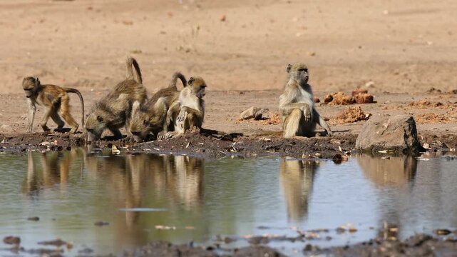 A chacma baboon (Papio ursinus) family at a waterhole, Chobe National Park, Botswana