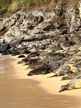 turtle and rocks