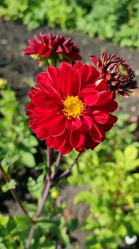 Blooming red flower with yellow stamens. Bright red dahlia blooms on backdrop of green leaves on sunny summer day. Flower garden dahlia blossoming, fully blossomed. Nature. Natural background Vertical