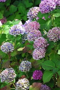 Purple lilac flowers.