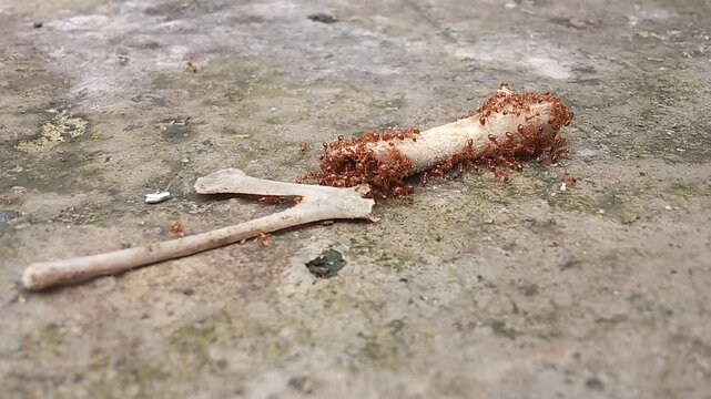 Close up low angle macro footage of red fire ants swarming and competing for two chicken bones on a cement floor. Concept of nature, teamwork, competition, and ecosystem.