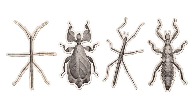 stick insect , newspaper collage cutout set PNG