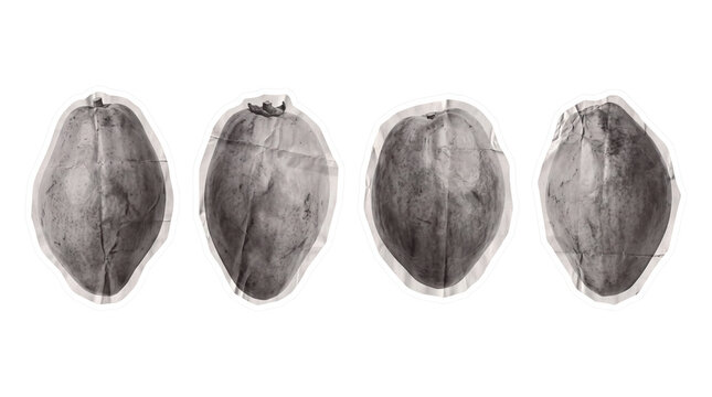 white sapote , newspaper collage cutout set PNG