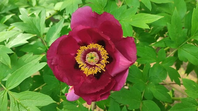 Tree peony flower. A blooming burgundy tree peony flower. Inflorescence of a blooming flower with dark red petals with yellow stamens with green leaves on a spring day. A flowering tree peony bush