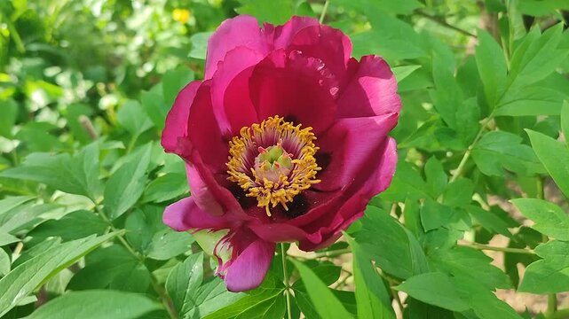 Tree peony flower. A blooming burgundy tree peony flower. Inflorescence of a blooming flower with dark red petals with yellow stamens with green leaves on a spring day. A flowering tree peony bush