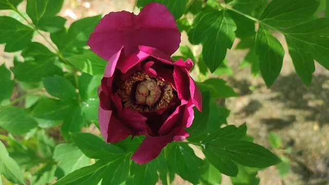 Tree peony flower. A blooming burgundy tree peony flower. Inflorescence of a blooming flower with dark red petals with yellow stamens with green leaves on a spring day. A flowering tree peony bush