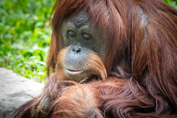 Obraz premium Close-up portrait of a Sumatran orangutan (Pongo abelii) looking directly at the camera with long reddish-brown fur.